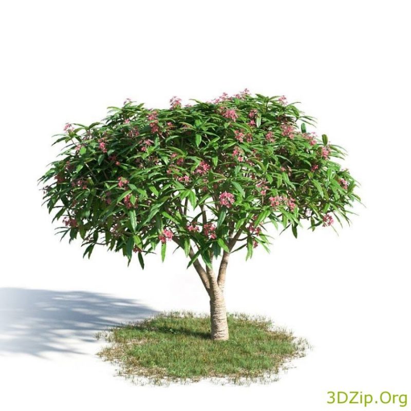 3d Model Tree 1 Free Download