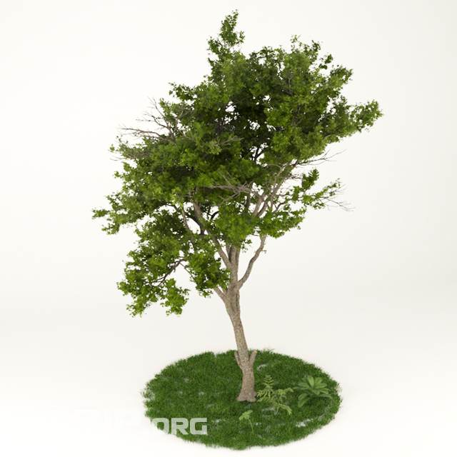 3d Plant Model 37 Free Download
