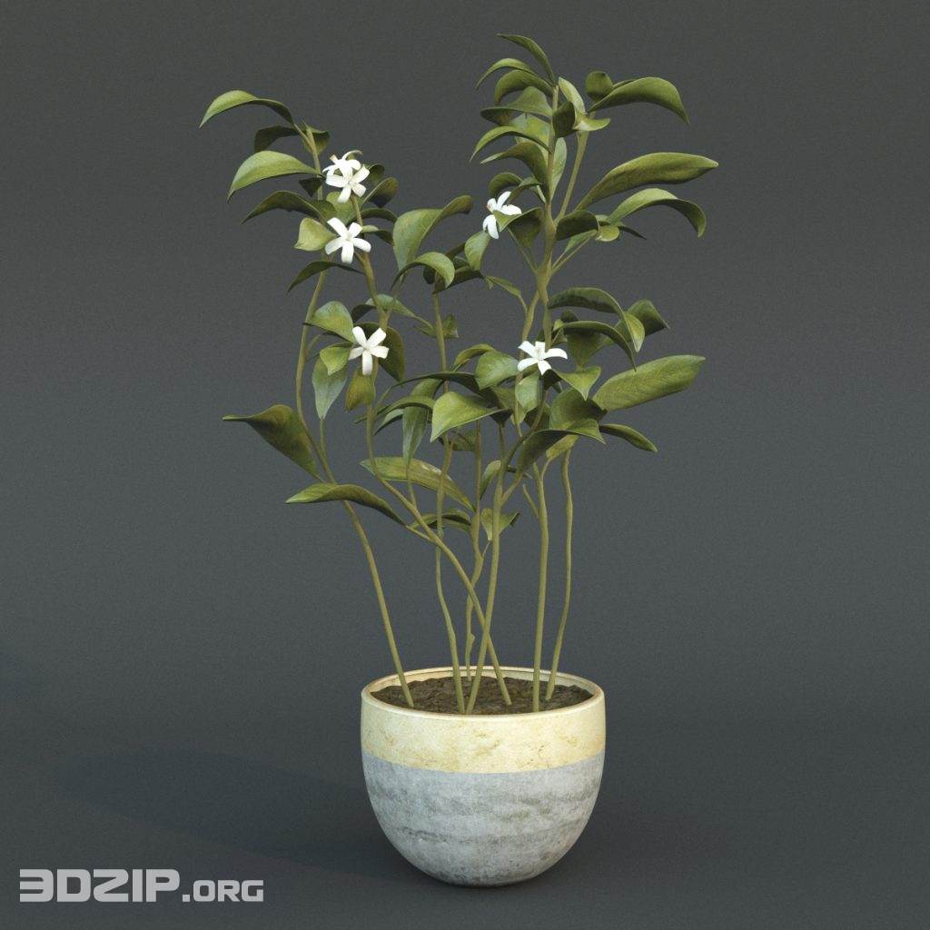 3d Plant Model 36 Free Download