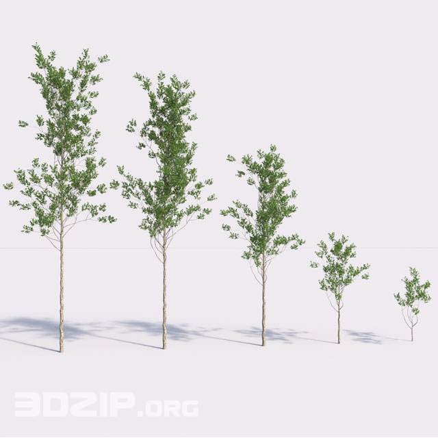 3D Plant Model 13 free download