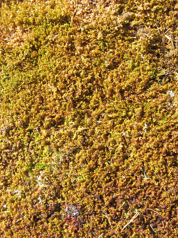 Moss and Lichen Texture Free Download