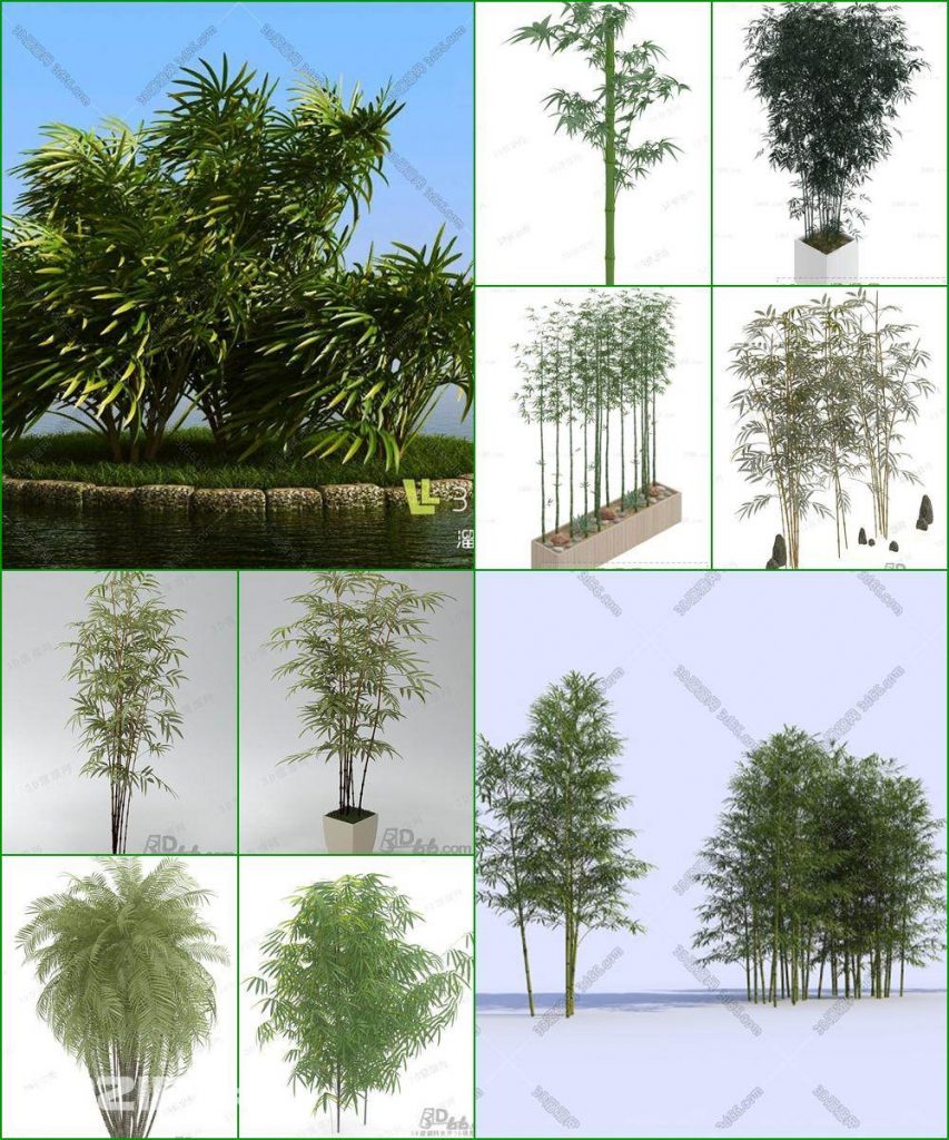 3d Bamboo Tree Model 99 Free Download
